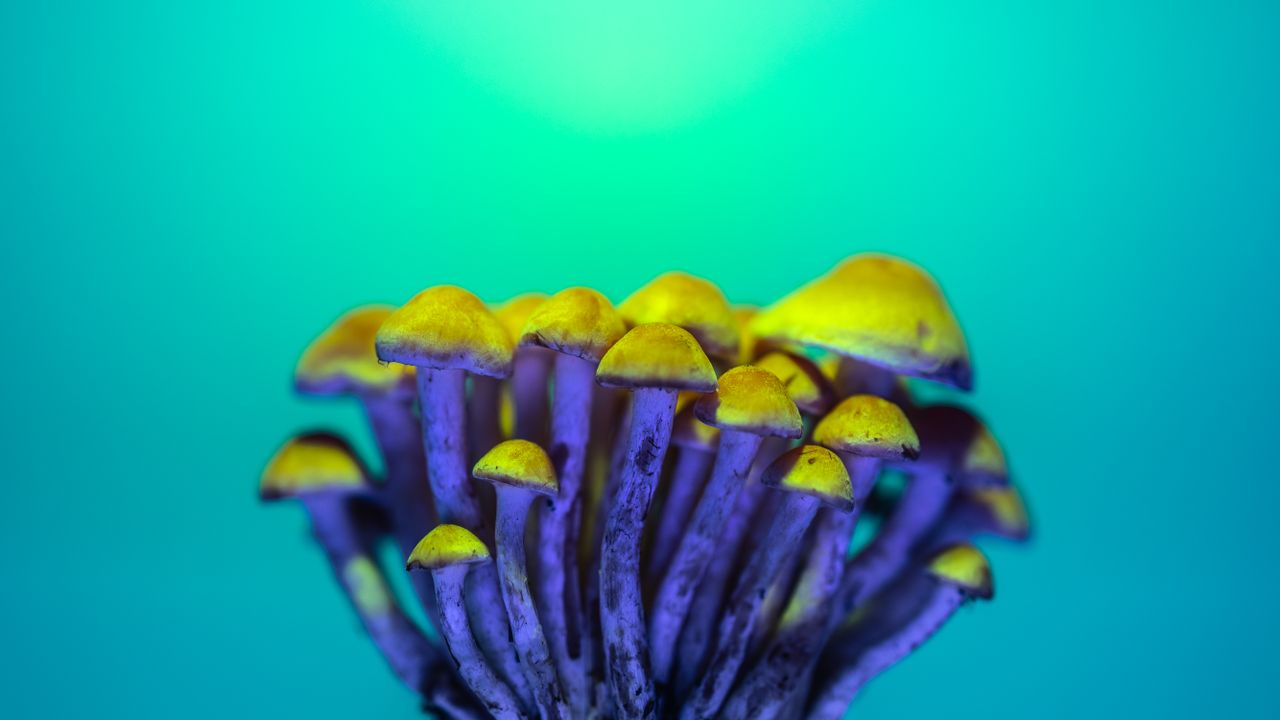 Psilocybin mushrooms, one of the two substances compared in this mushrooms vs weed guide